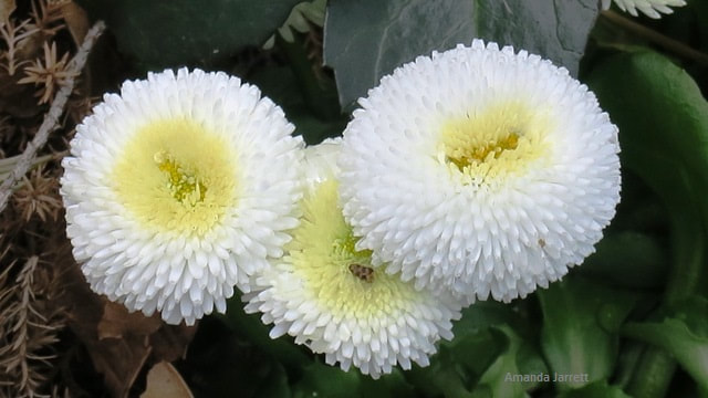 Bellis perennis,English Daisy,April flowering perennials