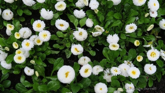 invasive English daisies