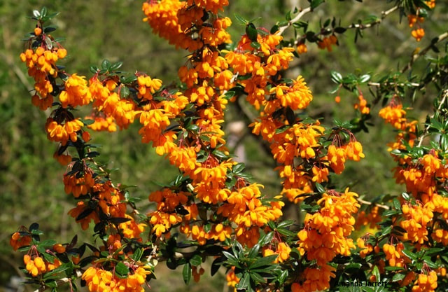 Berberis x lologensis,Lake Lolog Barberry,April flowering shrubs,orange flowers,thorny plants