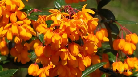 Berberis x lologensis 'Apricot Queen' barberry,evergreen flowering shrubs,drought tolerant plants,March flowers
