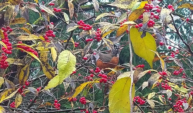 feeding birds in winter