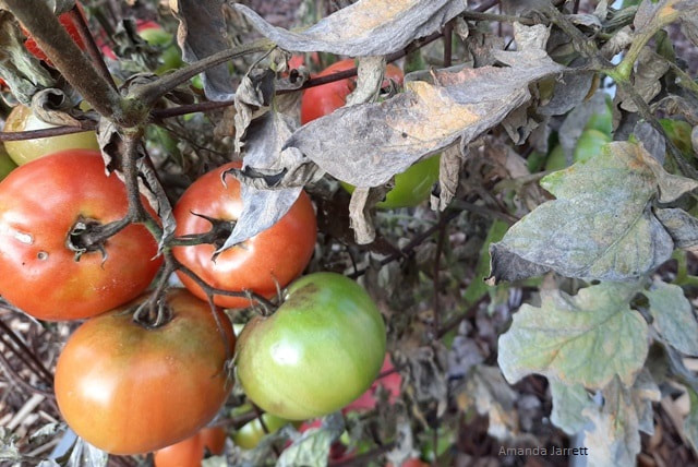 rotten tomatoes on the plant,tomato blight,tomato diseases