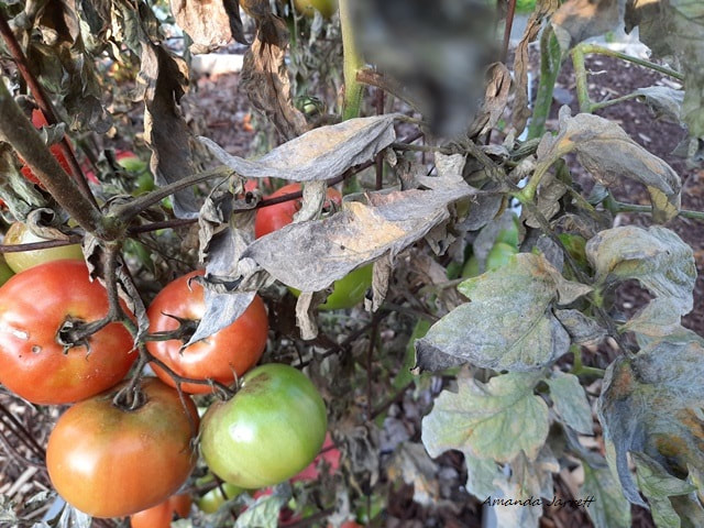 rotten tomatoes on the plant,tomato blight,tomato diseases