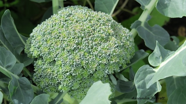 growing vegetables,broccoli