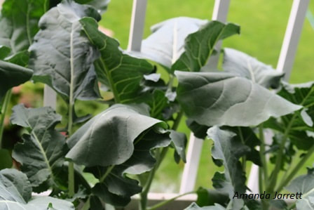 wilting plants,summer drought,waterwise gardening,vegetable gardening