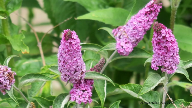 Butterfly bush,Buddleja davidii,invasive plant,summer blossoms,Aug flowers