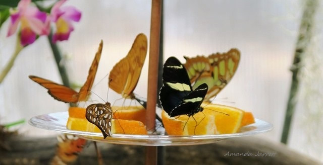 butterflies feeding