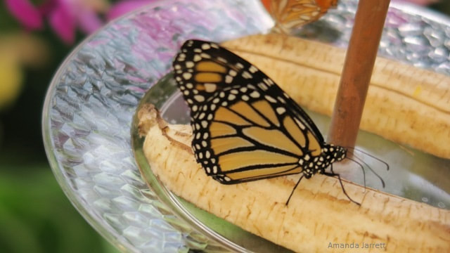 swallowtail butterflies,butterfly gardening,pollinating insects,July garden calendar