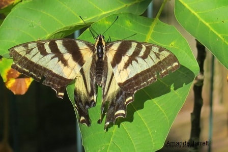 swallowtail butterflies,plants for pollinator friendly garden