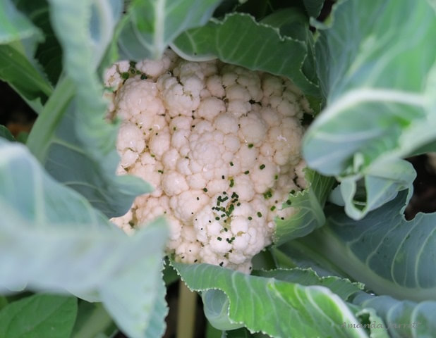 organic control of cabbage caterpillar,cabbage whites,Bacillius thuringiensis