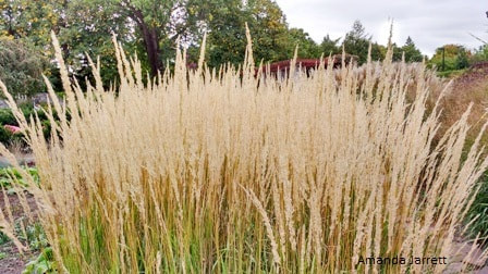 Calamagrostis × acutiflora 'Karl Foerster' feather reed grass,cutting back ornamental grasses,September garden chores,fall garden chores,garden chores in autumn