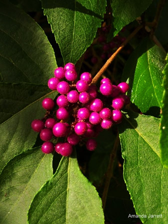 Profusion beautyberry, Callicarpa bodinieri var. giraldii ‘Profusion’
