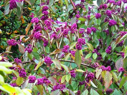 Purple beautyberry,Callicarpa dichotoma)
