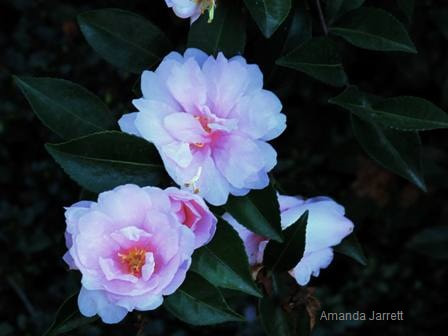 Camellia sasanqua 'Jean May' 