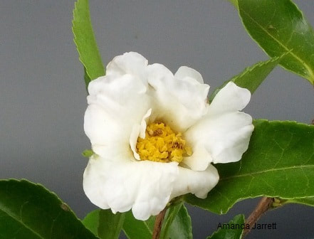 Camellia sasanqua 'Setsugekka', 