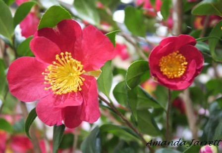 Yuletide' winter camellia,Camellia sasanqua 'Yuletide',winter flowers,Christmas flowers