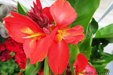 how to save cannas