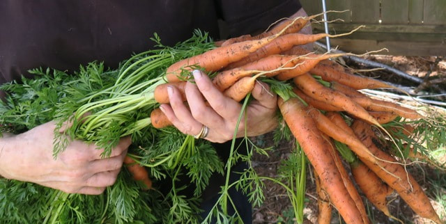 harvesting vegetables,carrot harvests