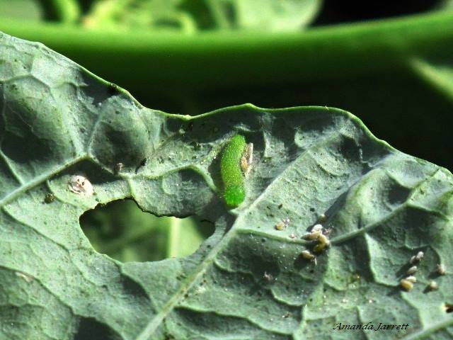 aphids,lady bugs,pollinators,wasps,beneficial insects,organic insect control,pollinator,insect control,the garden website.com,Amanda's Garden Consulting,Amanda Jarrett 