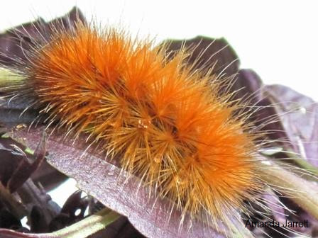 woolly bear caterpillar,parasitic wasps,biological insect control,insect barriers,insect control,plant pests,the garden website.com,Amanda's Garden Consulting,Amanda Jarrett