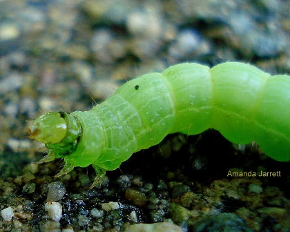 controlling caterpillars organically,bacillius thuringiensis