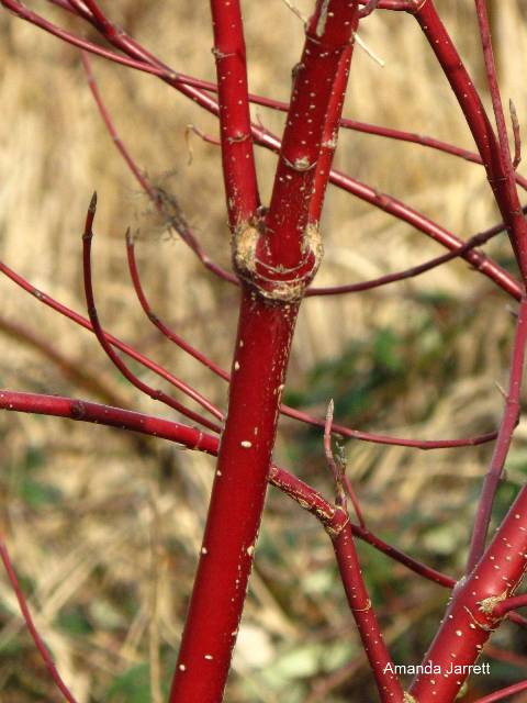 red twig dogwood,Cornus sericea,January gardening,January plants,dormant pruning,gardening in winter,winter pruning,dormant oil lime sulfur,control of overwintering insects & diseases,topping trees,winter gardening,Canadian seed and plant catalogues,The Garden Website.com,the garden website,Amanda Jarrett,Amanda’s Garden Consulting,landscaping,horticulture