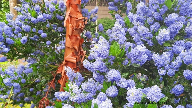 French California lilac,Ceanothus Gloire de Versailles,blue flowers,summer flowering