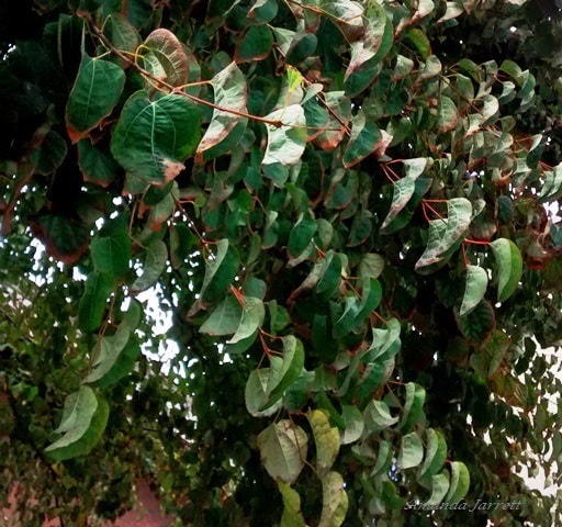 drought symptoms on katsura leaves
