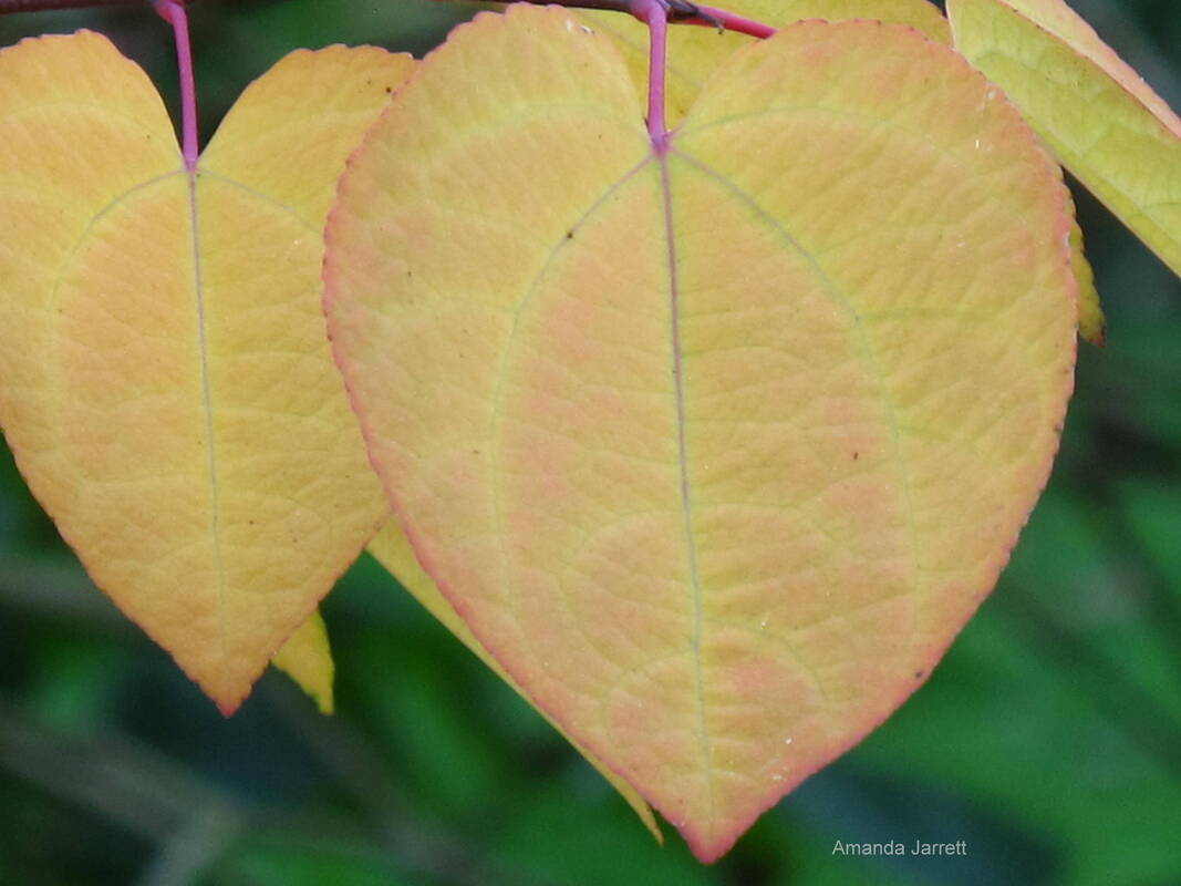 autumn coloured leaves katsura