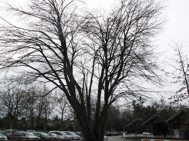 katsura trees in winter