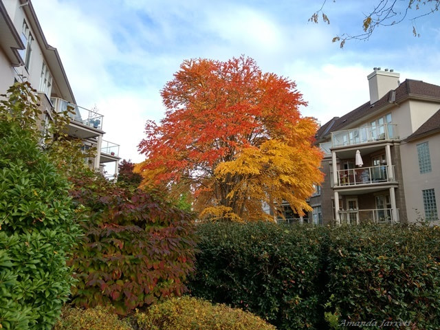 colourful fall trees