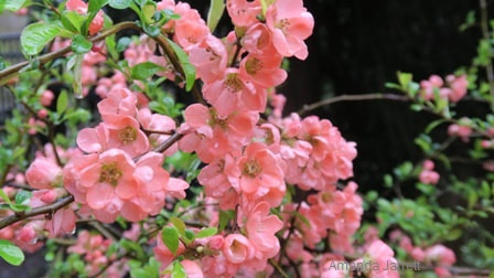 Chaenomeles Superba Salmon Horizon flowering quince,April flowering shrubs,spring flowering shrubs,thorny plants