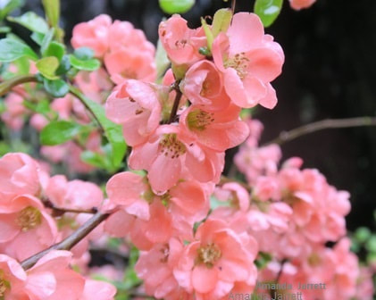 flowering quince 'Superba Salmon Horizon',Chaenomeles,spring flowering shrubs,April flowers