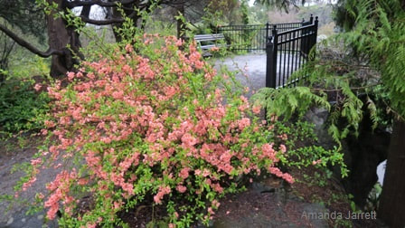 flowering quince 'Superba Salmon Horizon',Chaenomeles,spring shrubs,April flowers