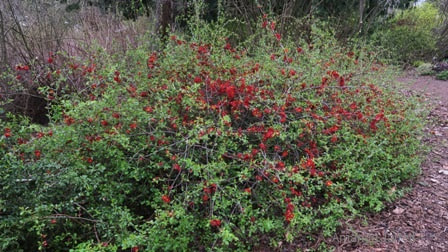 Chaenomeles x superba 'Crimson & Gold' flowering quince,