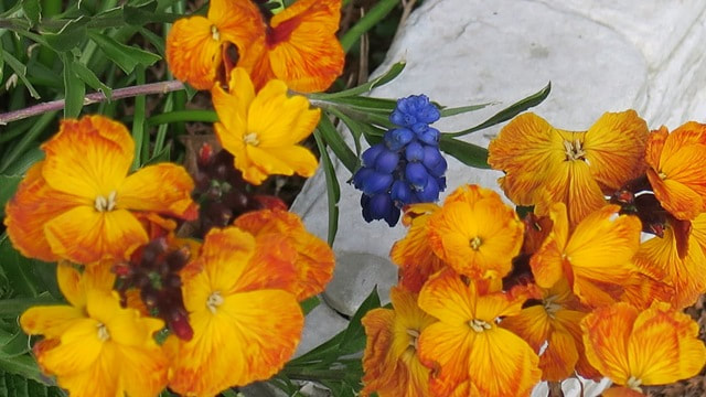Cheiranthus (Erysimum) cheiri,wallflower,biennial,spring flowering plants,April flowers