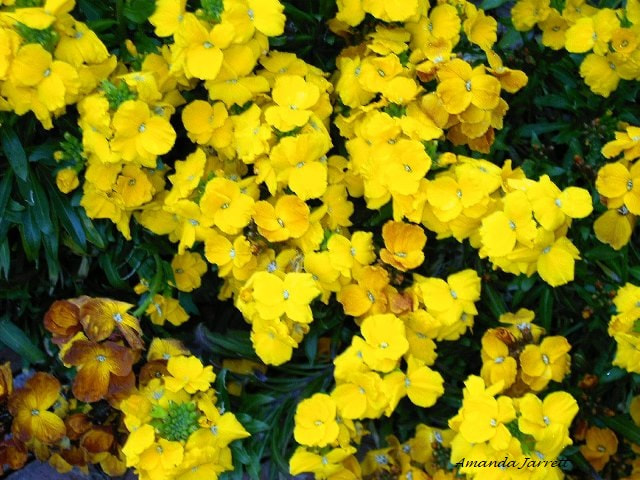 English wallflower,Erysimum,Cheiranthus cheiri,spring flowers,biennials,April flowers