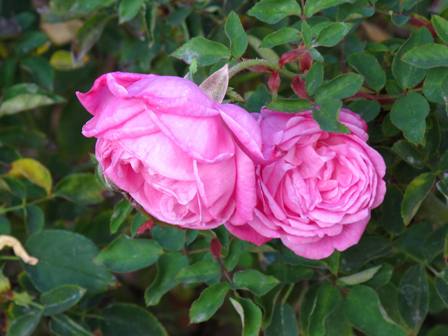 100 Rosensamen Floribunda Pink Rosen  Nr 42 