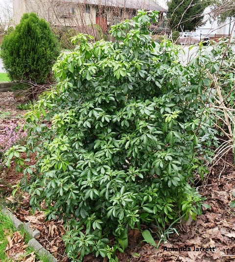 broadleaf evergreen shrubs,aromatic foliage,Choisya 
