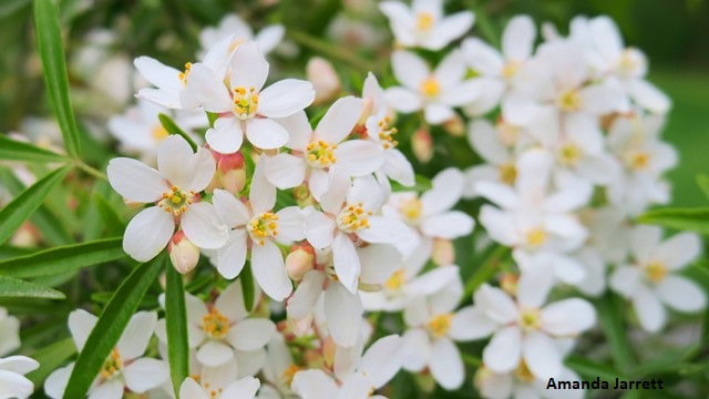 Choisya x dewitteana ‘Aztec Pearl’,fragrant flowers