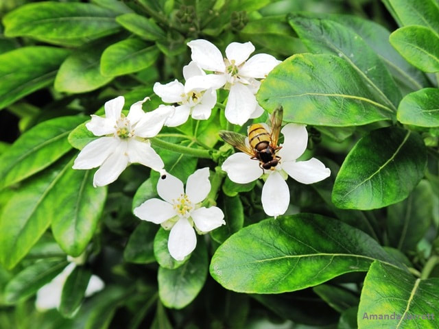pollinators,flowers for pollinators