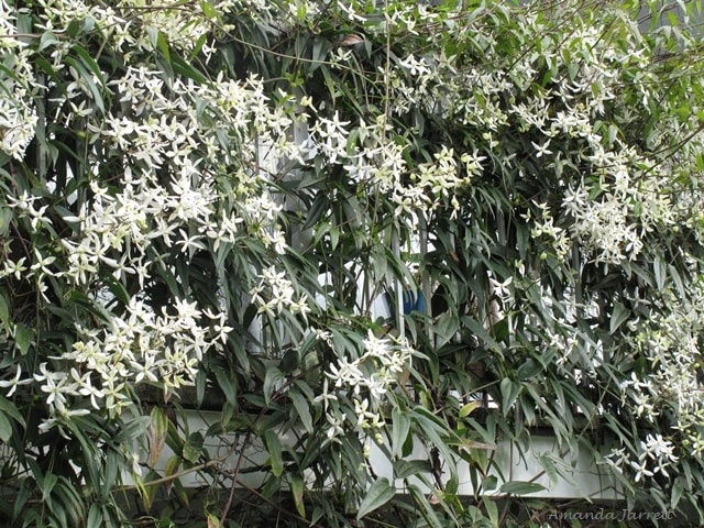 Evergreen clematis,Clematis 'Armandii',flowering vine,April flowers,spring flowers