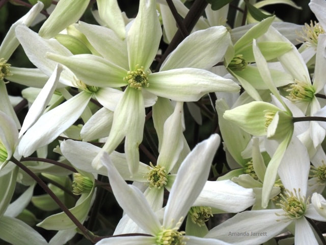 Clematis armandii,evergreen clematis,evergreen spring flowering vines,white flowering vines
