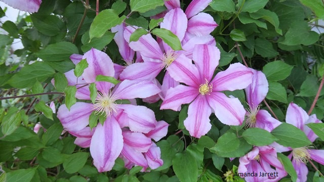 Nelly Moser clematis,pruning clematis