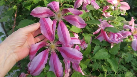 Nelly Moser clematis,pruning Group B,how to prune clematis,clematis pruning,clematis pruning groups,types of clematis,The Garden Website.com,the garden website,Amanda’s Garden Consulting,Amanda Jarrett