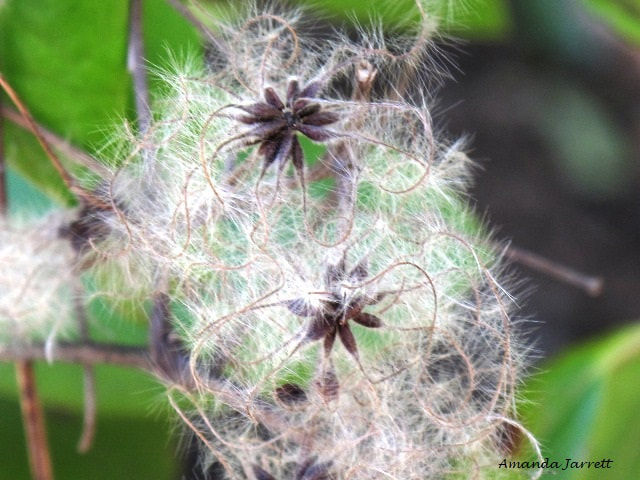 clematis seed head