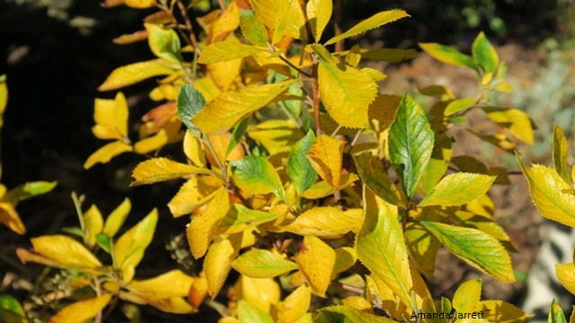 Summersweet,Clethra alnifolia