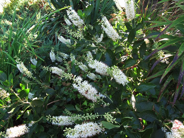 Sweet pepperbush,summersweet,Clethra alnifolia 'Vanilla Spice',fragrant deciduous shrub
