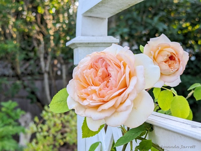 April garden chores-feeding roses