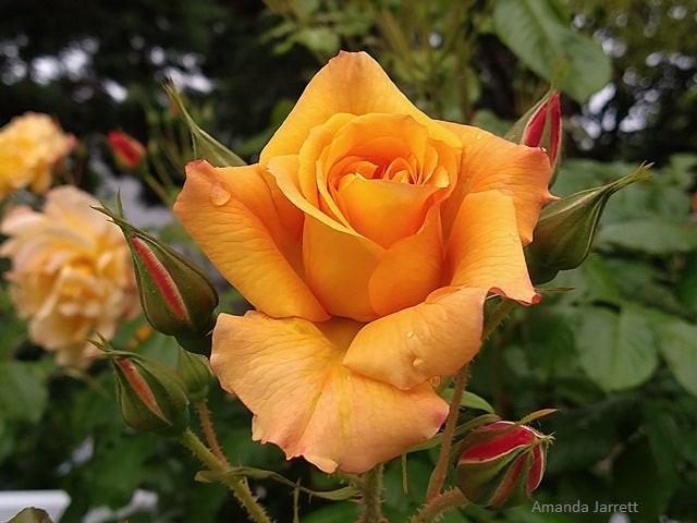 Summer rose care,Golden Olymp climbing rose,July rose care